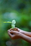 hands, soil, plant, environment, growth, nature, dirt, agriculture, tree, care, seedling, protection, seed, cultivated, sapling, gardening, hope, idea, concept, earth day, seedling, earth day, earth day, earth day, earth day, earth day